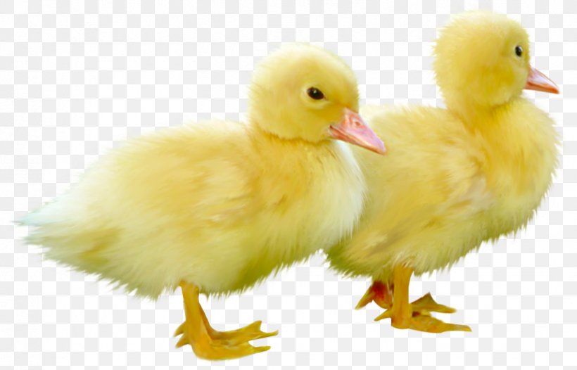 Little Yellow Duck Project Duckling Duckling Mallard Bird, PNG, 823x528px, Duck, Autocad Dxf, Beak, Bird, Chicken Download Free