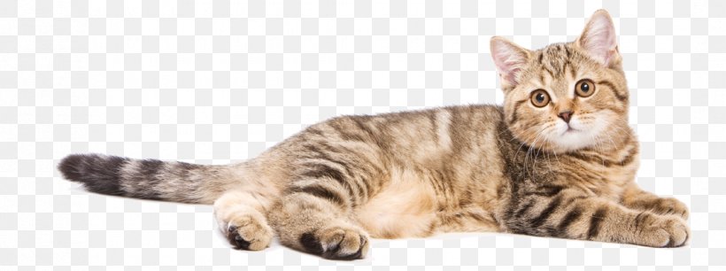 Toyger Kitten American Shorthair European Shorthair Sokoke, PNG, 1070x400px, Toyger, American Shorthair, Animal Figure, Bengal, Bengal Cat Download Free