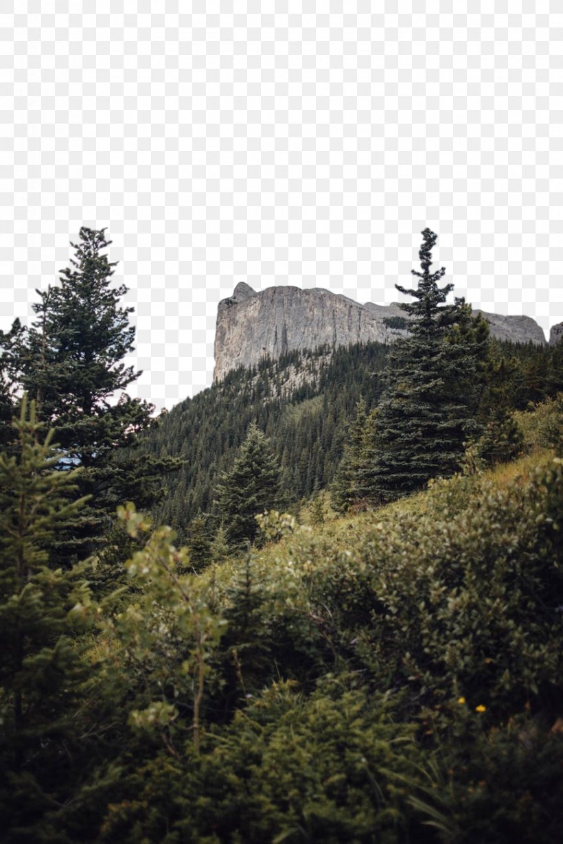 Vegetation Tree Wilderness Tropical And Subtropical Coniferous Forests Mountainous Landforms, PNG, 867x1300px, Vegetation, Balsam Fir, Biome, Hill Station, Mountain Download Free