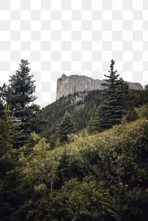 Nature Reserve Hill Station - Vegetation Tree Wilderness Tropical And Subtropical Coniferous Forests Mountainous Landforms PNG