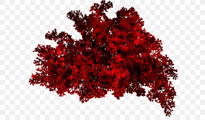 Red Bush, PNG, 600x481px, Photography, Flowering Plant, Layers, Leaf, Maple Tree Download Free