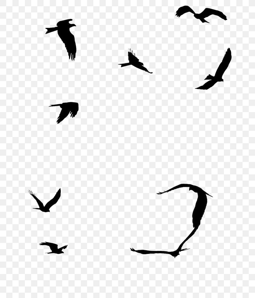 Seabird Sparrow Gulls Flight, PNG, 736x957px, Bird, Animal Migration, Beak, Bird Migration, Black And White Download Free