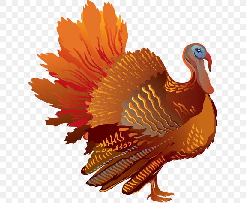 Turkey Meat Thanksgiving Clip Art, PNG, 631x675px, Turkey, Beak, Bird, Chicken, Domesticated Turkey Download Free