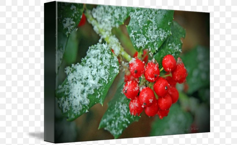 Aquifoliales Holly Strawberry, PNG, 650x504px, Aquifoliales, Aquifoliaceae, Berry, Food, Fruit Download Free