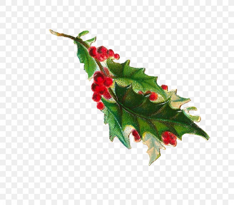 Common Holly Clip Art, PNG, 842x739px, Common Holly, Aquifoliaceae, Aquifoliales, Berry, Branch Download Free