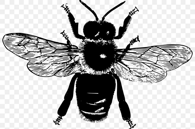 Honey Bee Insect Clip Art, PNG, 800x546px, Honey Bee, Arthropod, Bee, Black And White, Butterfly Download Free