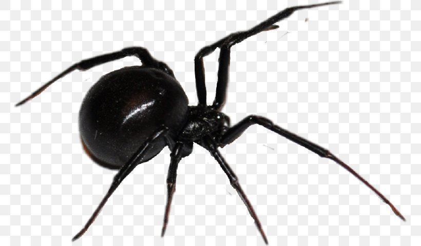 Spider Web Southern Black Widow Clip Art, PNG, 767x480px, Spider, Ant, Arachnid, Art, Arthropod Download Free