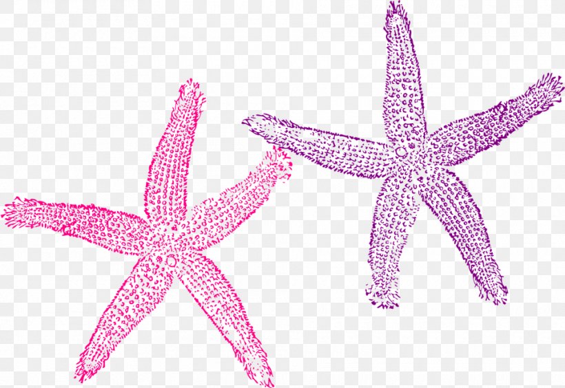 Starfish Color Clip Art, PNG, 960x661px, Starfish, Blue, Color, Coral, Drawing Download Free