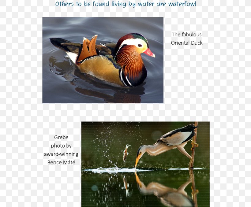 Duck Bird Photography Water, PNG, 550x677px, Duck, Advertising, Beak, Bird, Description Download Free