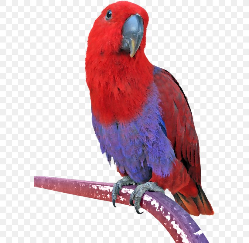 Eclectus Parrot Bird Budgerigar Conure, PNG, 595x800px, Parrot, Animal, Beak, Bird, Budgerigar Download Free