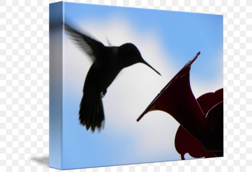 Flightless Bird Wing Hummingbird M Beak, PNG, 650x560px, Bird, Beak, Flightless Bird, Hummingbird, Hummingbird M Download Free