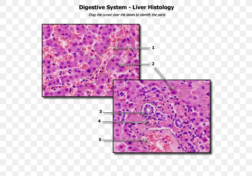 Histology Liver Human Anatomy Physiology, PNG, 600x575px, Histology, Anatomy, Area, Bile, Digestion Download Free