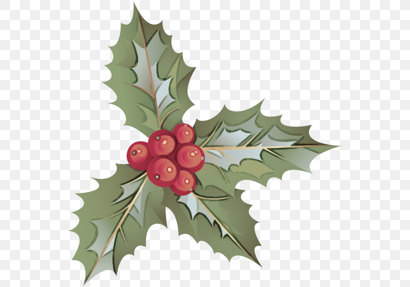 Holly, PNG, 552x574px, Holly, American Holly, Berry, Flower, Hawthorn Download Free