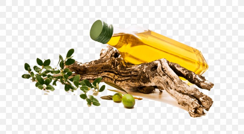 Italian Cuisine Greek Cuisine Olive Oil, PNG, 1440x792px, Italian Cuisine, Avocado, Avocado Oil, Branch, Castor Oil Download Free