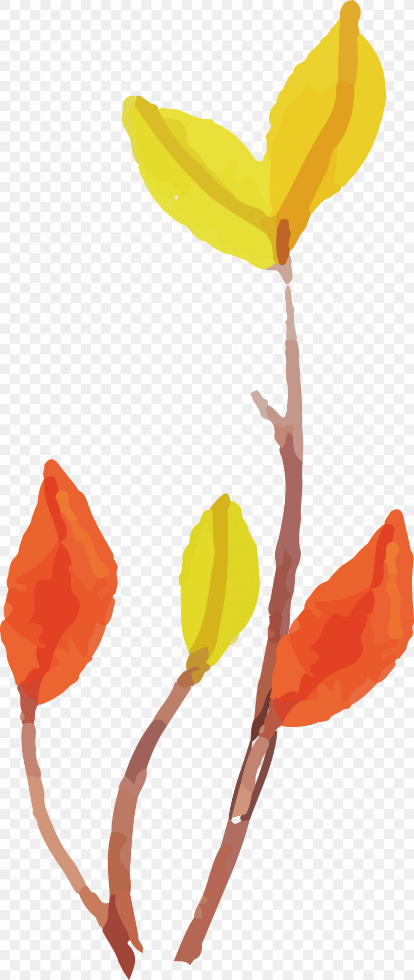 Tulip Plant Stem Leaf Petal Plants, PNG, 1268x2999px, Watercolor Autumn, Biology, Leaf, Petal, Plant Stem Download Free