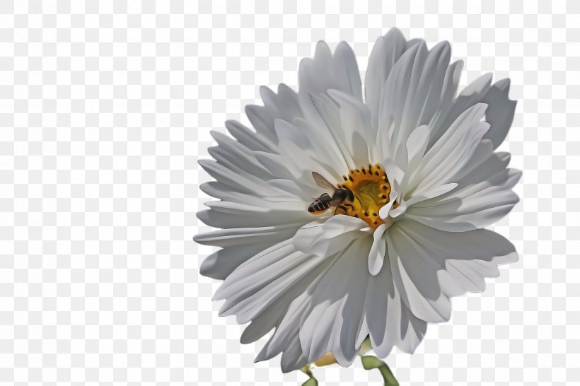 Flower White Petal Plant Pollen, PNG, 2448x1632px, Flower, Aster, Daisy Family, Gerbera, Petal Download Free