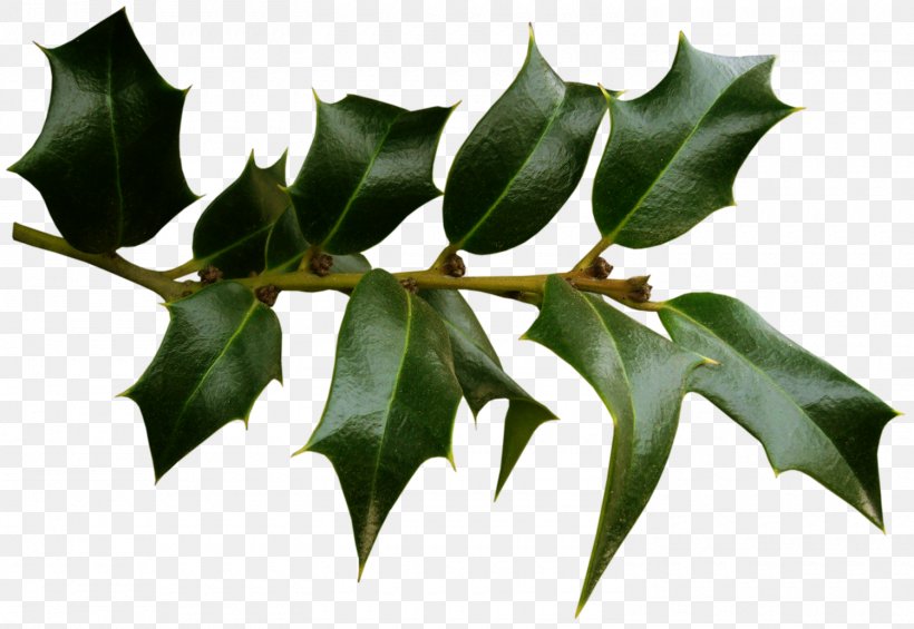 Holly Raster Graphics, PNG, 1500x1035px, Holly, Aquifoliaceae, Branch, Computer, Depositfiles Download Free