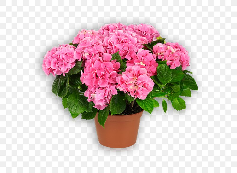 Hydrangea Garden Roses Flowerpot Pink, PNG, 600x600px, Hydrangea, Annual Plant, Azalea, Cabbage Rose, Cornales Download Free