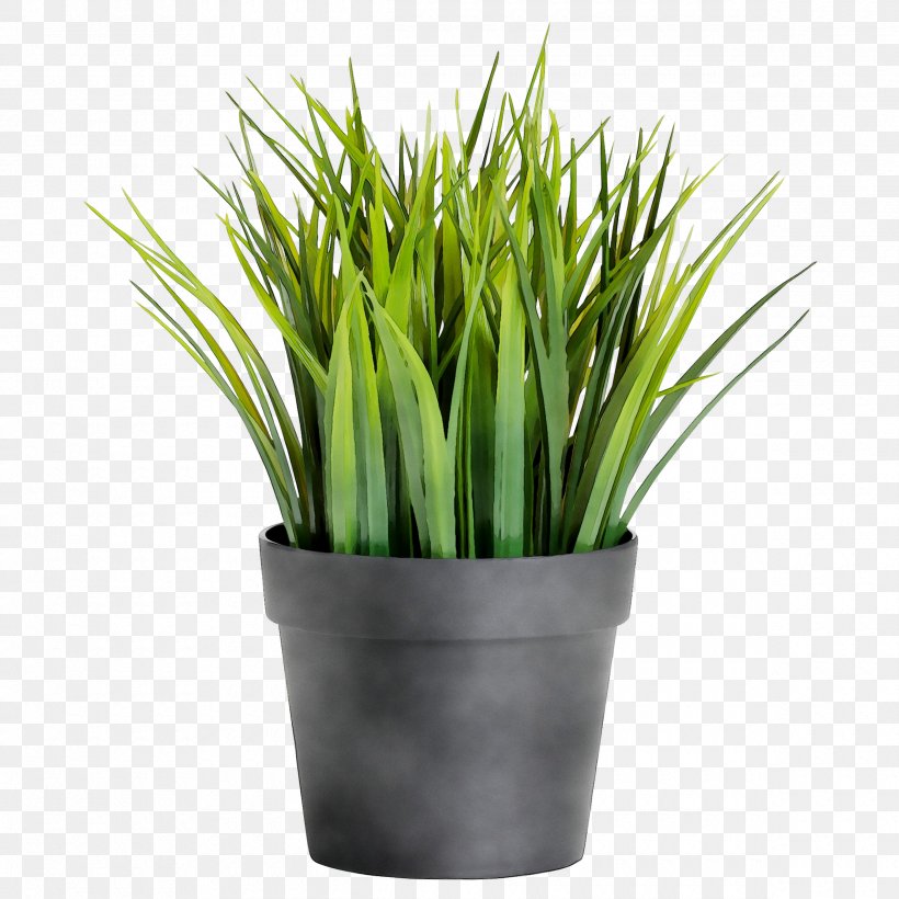 Sweet Grass Chives Wheatgrass, PNG, 2380x2380px, Sweet Grass, Chives, Flower, Flowering Plant, Flowerpot Download Free