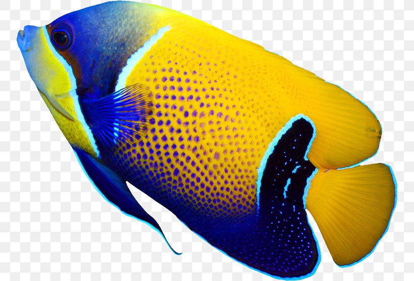 Pomacanthus Navarchus Emperor Angelfish Tropical Fish Coral Reef Fish, PNG, 755x557px, Pomacanthus Navarchus, Aquarium, Coral Reef Fish, Deep Sea Fish, Electric Blue Download Free