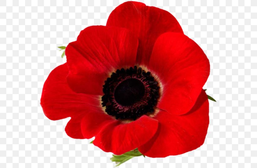 Remembrance Poppy Lest We Forget In Flanders Fields Common Poppy, PNG, 568x536px, Poppy, Anemone, Annual Plant, Anzac Day, Armistice Day Download Free