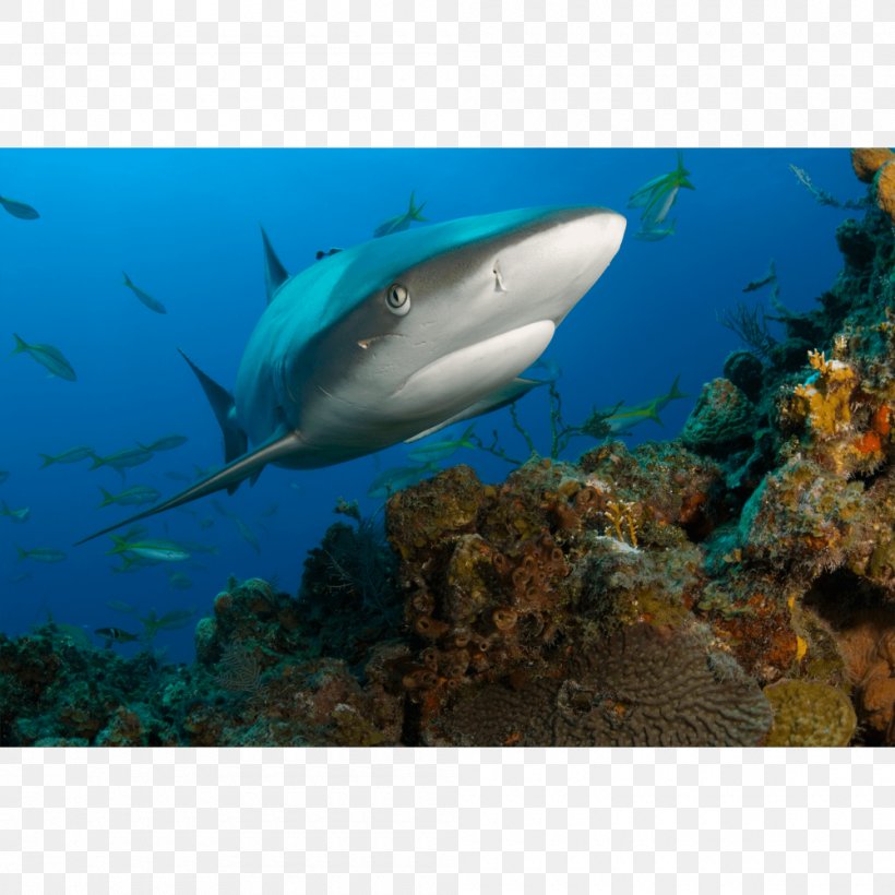 Tiger Shark Coral Reef Fish Caribbean Reef Shark, PNG, 1000x1000px, Tiger Shark, Blacktip Reef Shark, Carcharhinus Amblyrhynchos, Caribbean Reef Shark, Cartilaginous Fish Download Free