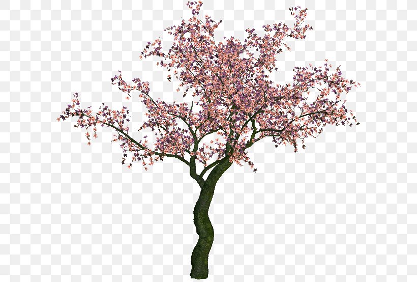 Tree Bonsai Clip Art, PNG, 600x554px, Tree, Blossom, Bonsai, Branch, Cherry Blossom Download Free