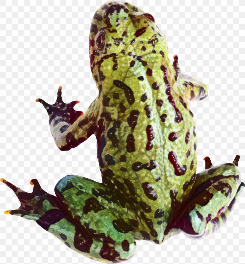 American Bullfrog True Frog Toad Tree Frog, PNG, 1742x1878px, American Bullfrog, Amphibian, Animal, Animal Figure, Bufo Download Free