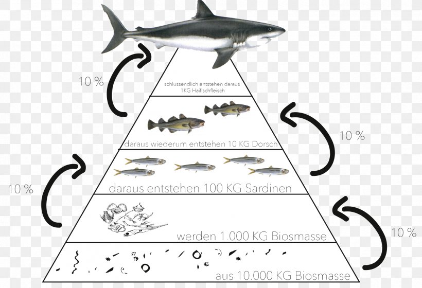 Ecological Pyramid Ecosystem Food Chain Biology, PNG, 1758x1202px, Ecological Pyramid, Area, Biology, Black And White, Calligraphy Download Free