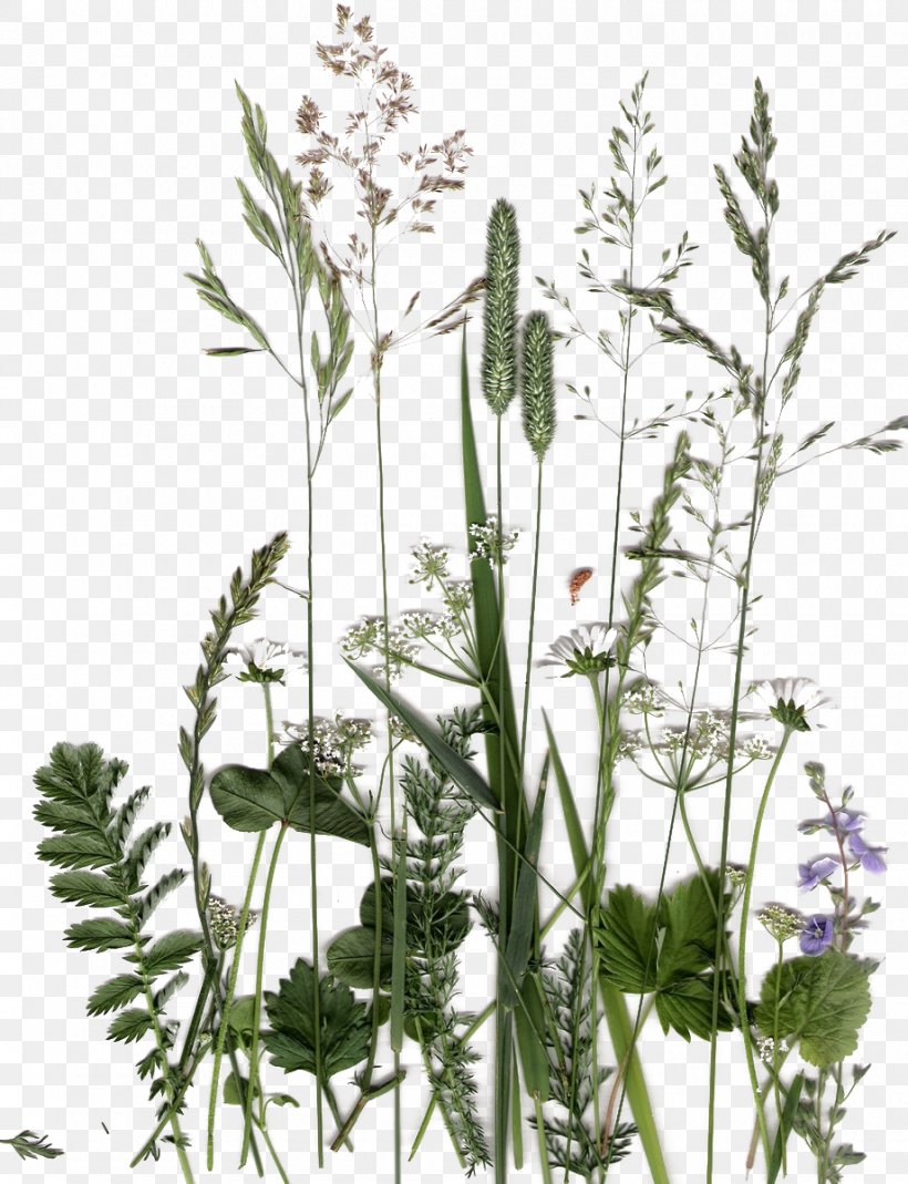 English Lavender Plant Flower Flora Leaf, PNG, 920x1200px, English Lavender, Botany, Calendula Officinalis, Cow Parsley, Dandelion Download Free
