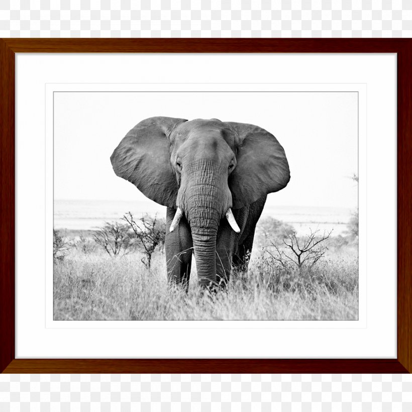 Indian Elephant African Elephant Wildlife Elephantidae Tusk, PNG, 1000x1000px, Indian Elephant, African Elephant, Animal, Black And White, Drawing Download Free