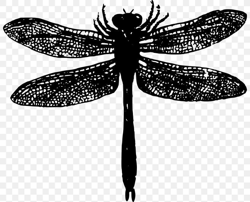 Insect Dragonfly Clip Art, PNG, 800x664px, Insect, Arthropod, Black And White, Butterfly, Cartoon Download Free