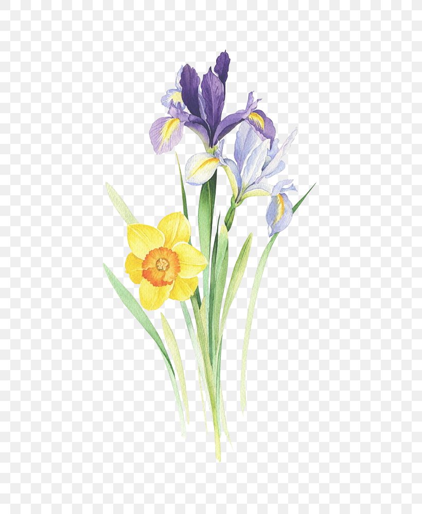 Painting Art Drawing Illustration, PNG, 674x1000px, Painting, Art, Botanical Illustration, Crocus, Cut Flowers Download Free