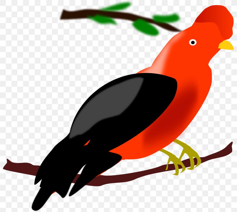 Peru Bird Chicken Illustration, PNG, 800x734px, Peru, Andean Cockoftherock, Artwork, Beak, Bird Download Free