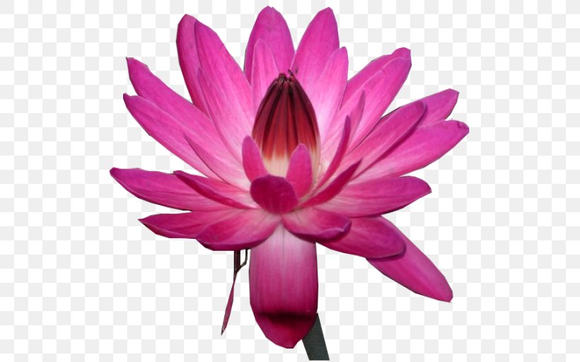 Water Lily Nelumbo Nucifera Pink DeviantArt, PNG, 512x512px, Water Lily, Aquatic Plant, Aquatic Plants, Close Up, Dahlia Download Free