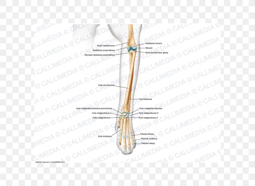 Finger Bone Muscle Joint, PNG, 600x600px, Watercolor, Cartoon, Flower, Frame, Heart Download Free