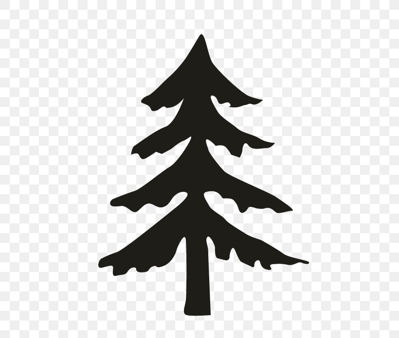 Fir Pine Spruce Christmas Tree, PNG, 696x696px, Fir, Black And White, Branch, Christmas, Christmas Decoration Download Free