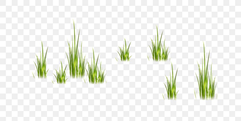 Paskha Easter Vetiver Sweet Grass Commodity, PNG, 800x414px, Paskha, Chrysopogon, Chrysopogon Zizanioides, Commodity, Computer Download Free