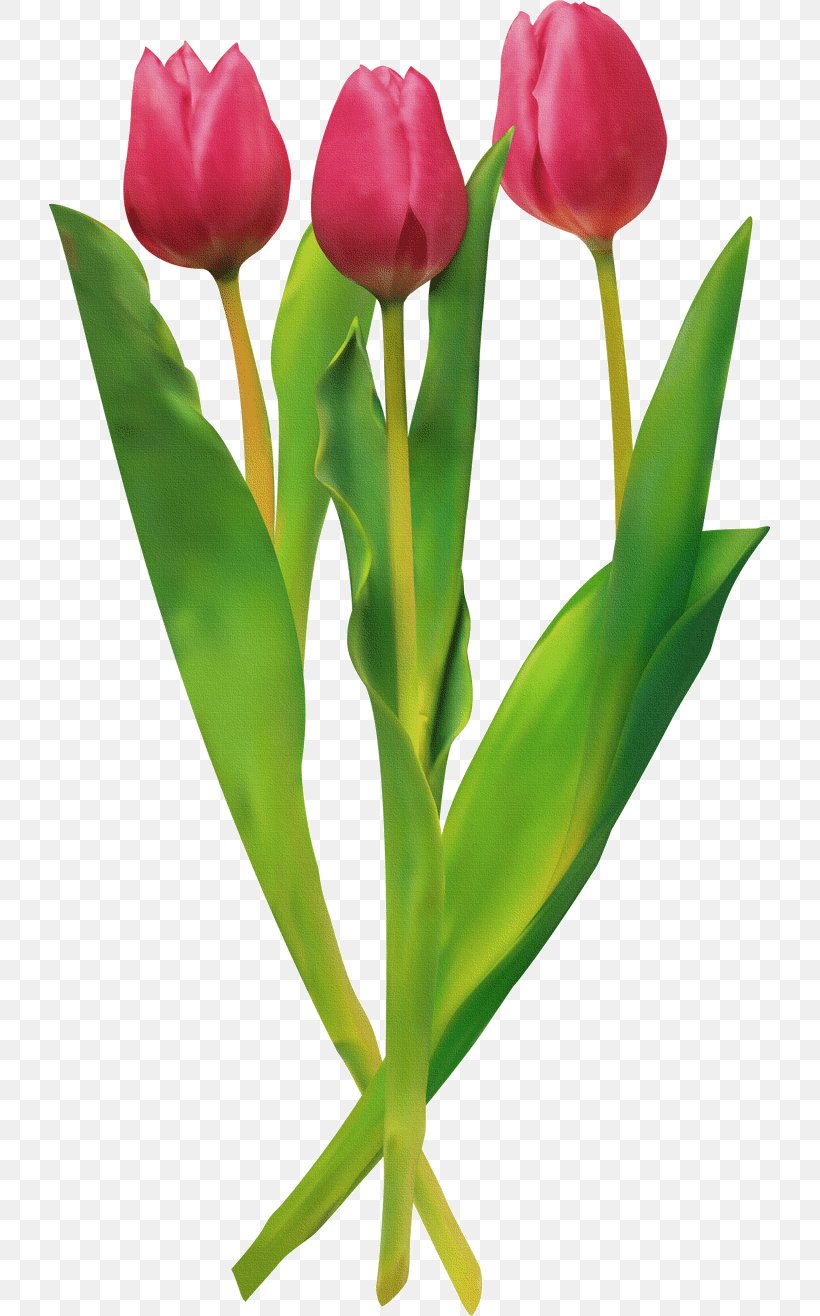 Tulip Cut Flowers Clip Art, PNG, 721x1316px, Tulip, Bud, Cut Flowers, Floral Design, Floristry Download Free