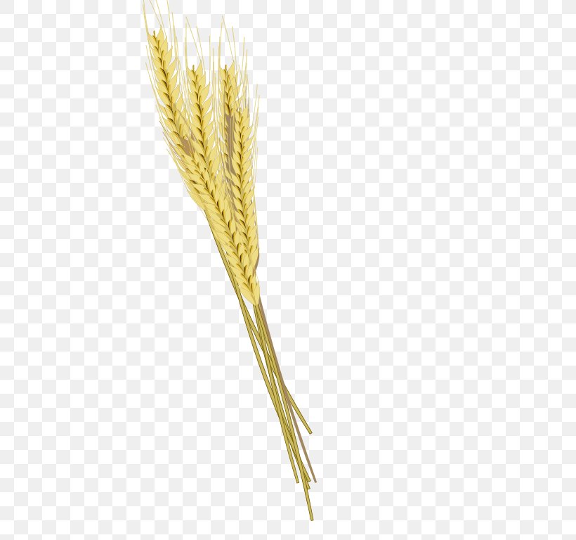 Barley Cereal Ear Einkorn Wheat, PNG, 576x768px, Barley, Cereal, Cereal Germ, Commodity, Common Wheat Download Free