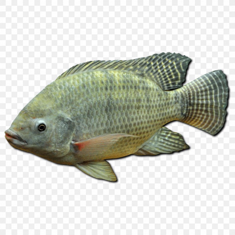 Ornamental Fish Tilapia Fishing Juvenile Fish, PNG, 1482x1482px, Fish, Aquaponics, Barramundi, Bass, Bony Fish Download Free