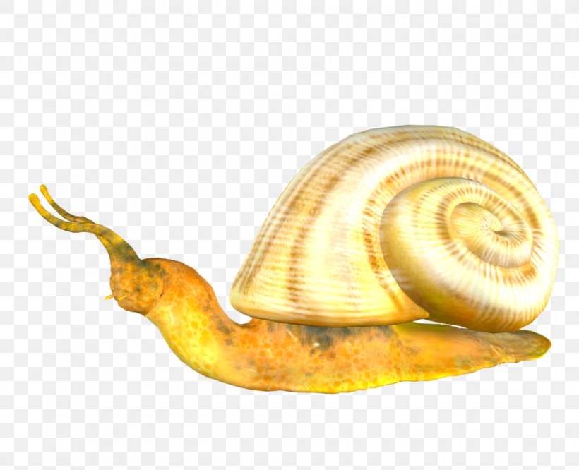 Pond Snails Image Clip Art, PNG, 900x731px, Snail, Gastropods, Invertebrate, Land Snail, Lymnaeidae Download Free