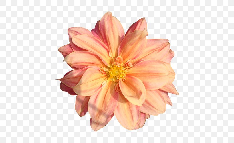 Clip Art Flower Image Rose, PNG, 500x500px, Flower, Chrysanths, Cut Flowers, Dahlia, Daisy Family Download Free