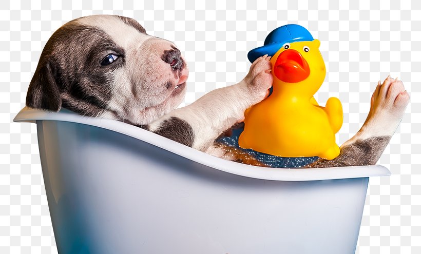 Puppy Dog Breed Cat Dog Grooming, PNG, 776x495px, Puppy, Bathing, Bathroom, Bathtub, Cat Download Free