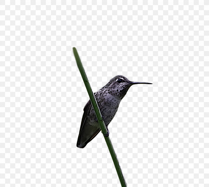 Bird, PNG, 1430x1280px, Bird, Beak, Hummingbird, Plant, Wildlife Download Free