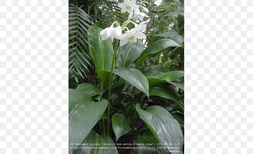 Flower Eucharis Amazonica Amazon Lily Lilium Lírio-do-amazonas, PNG, 500x500px, Flower, Amaryllidaceae, Amazon Lily, Eucharis, Flora Download Free