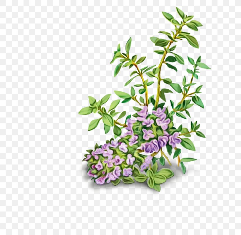 Flower Plant Lilac Breckland Thyme Branch, PNG, 800x800px, Watercolor, Branch, Breckland Thyme, Buddleia, Cut Flowers Download Free