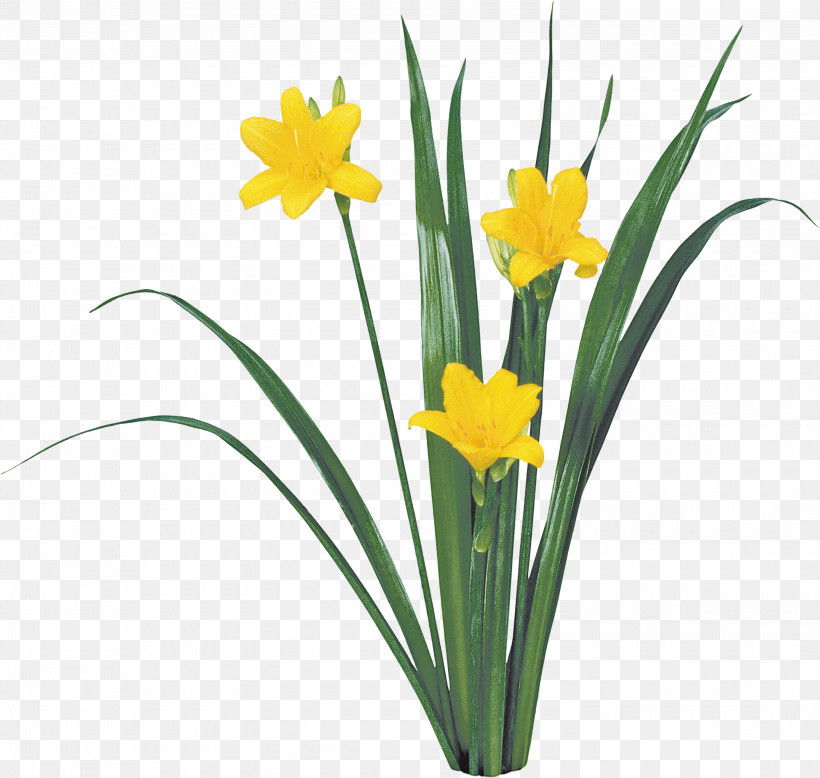 Flower Plant Yellow Narcissus Petal, PNG, 3000x2847px, Flower, Amaryllis Family, Crocus, Cut Flowers, Narcissus Download Free