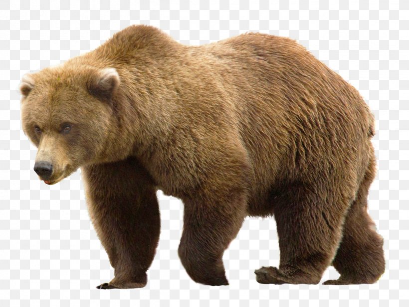 Grizzly Bear, PNG, 1241x932px, Bear, Alaska Peninsula Brown Bear, Brown Bear, Carnivoran, Fauna Download Free