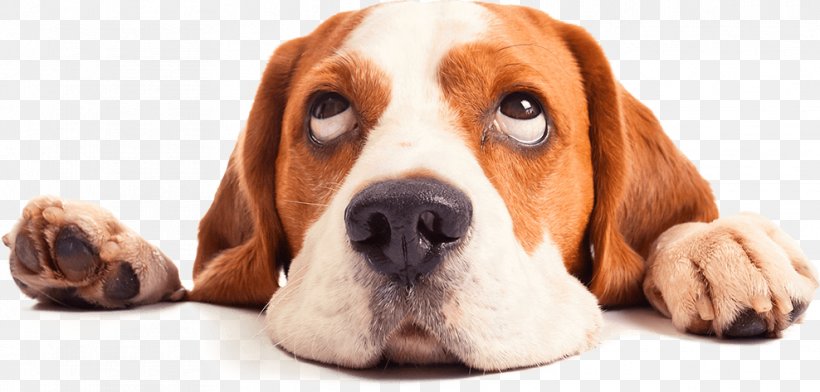 Beagle Puppy Labrador Retriever Pet House-Training, PNG, 988x473px, Beagle, Basset Hound, Cat, Companion Dog, Dog Download Free